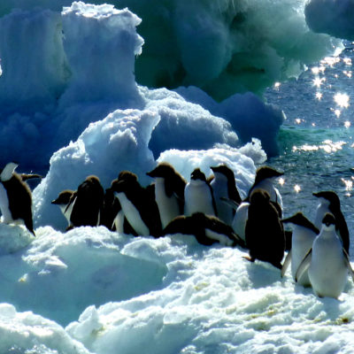 Cruise til Antarktis med Hurtigruten Julen på Antarktis cruise med Hurtigruten, cruisereiser, nordmannsreiser, cruise