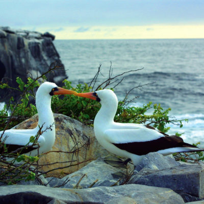 cruise, cruisereiser, cruise til galapagos