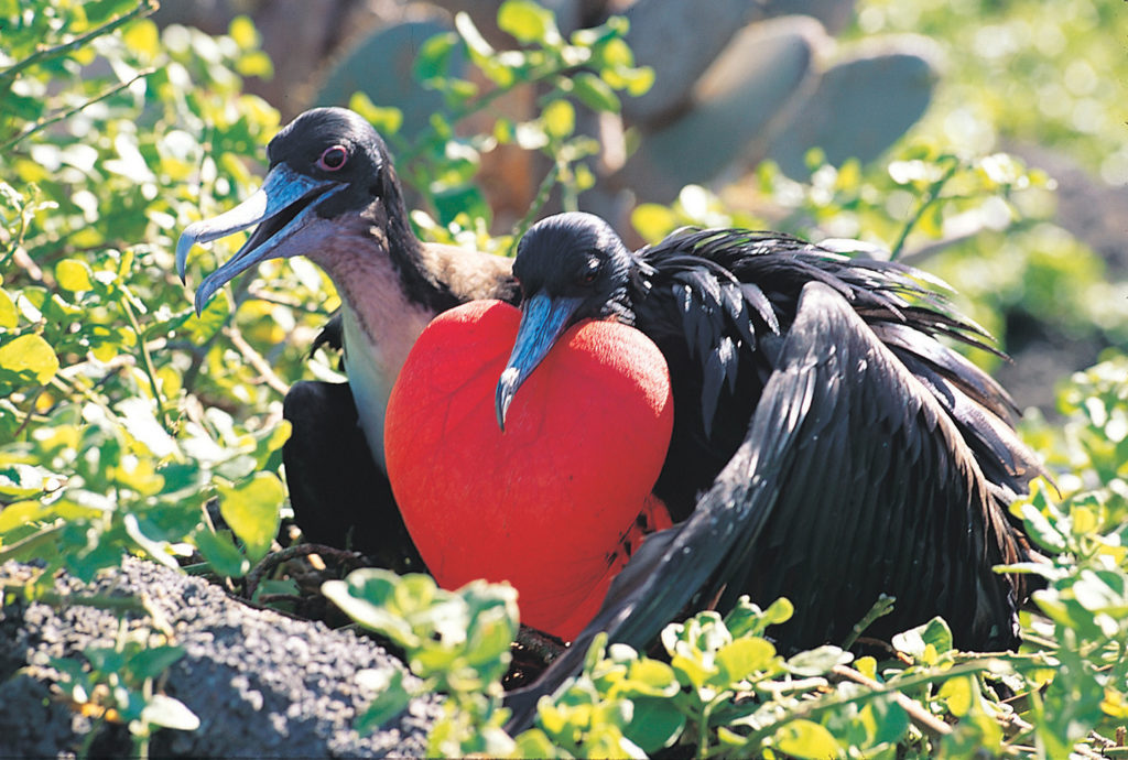 cruise, cruisereiser, cruise til galapagos