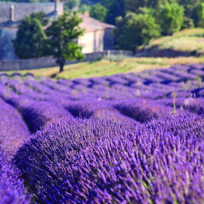 Elvecruise i Provance, Ama Waterways, Cruisereiser, Nordmanns-Reiser, elvecruise i Provence