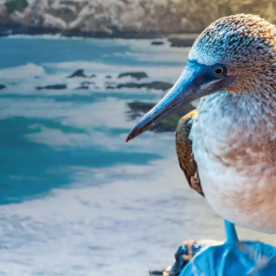 galapagos blue footed boobie scaled