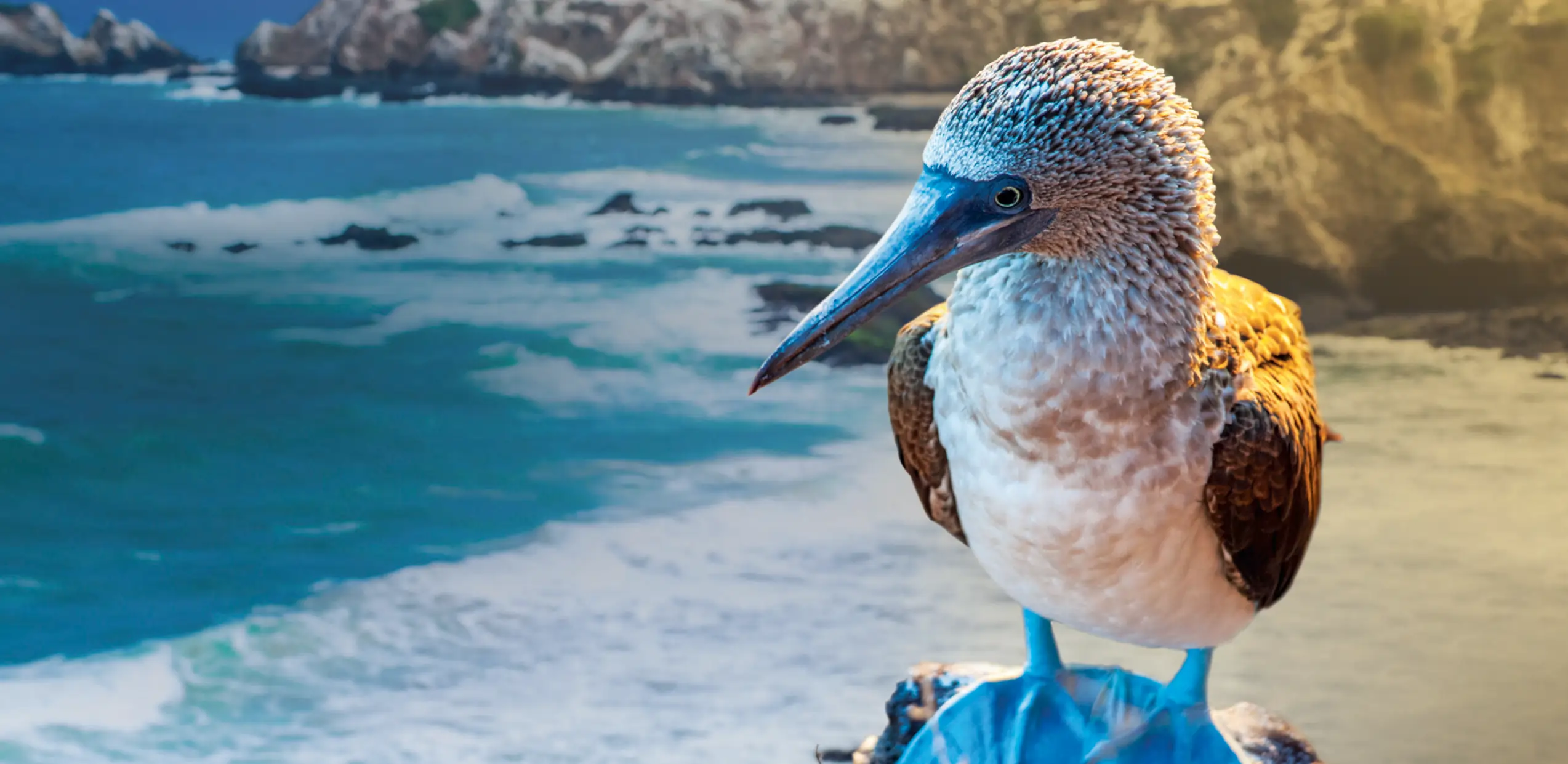 galapagos blue footed boobie scaled