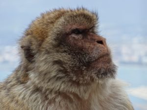 cruisereiser, cruise, nordmannsreiser,