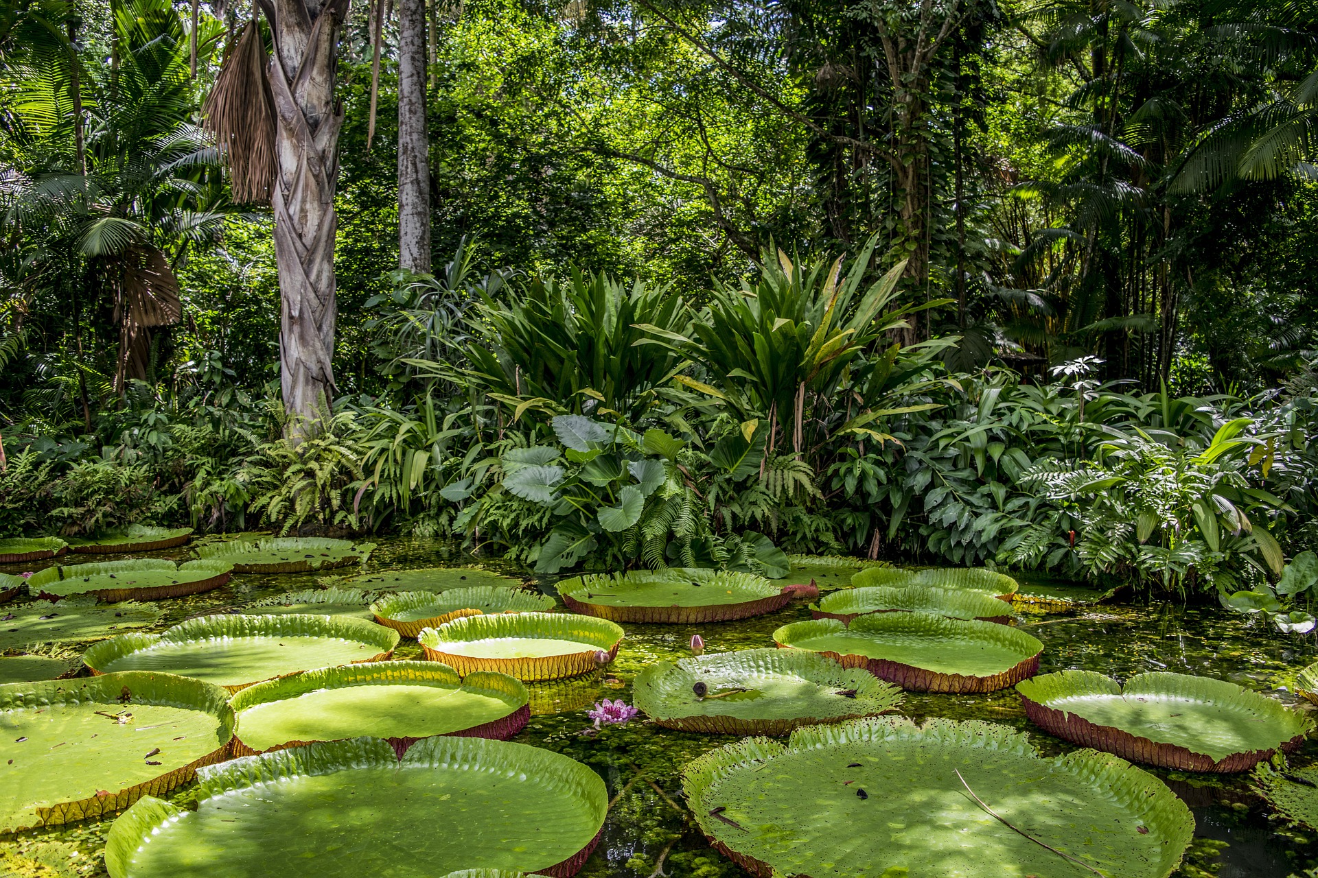cruise i Amazonas med Silversea Amerikaspesialisten, nordmannsreiser, cruisereiser