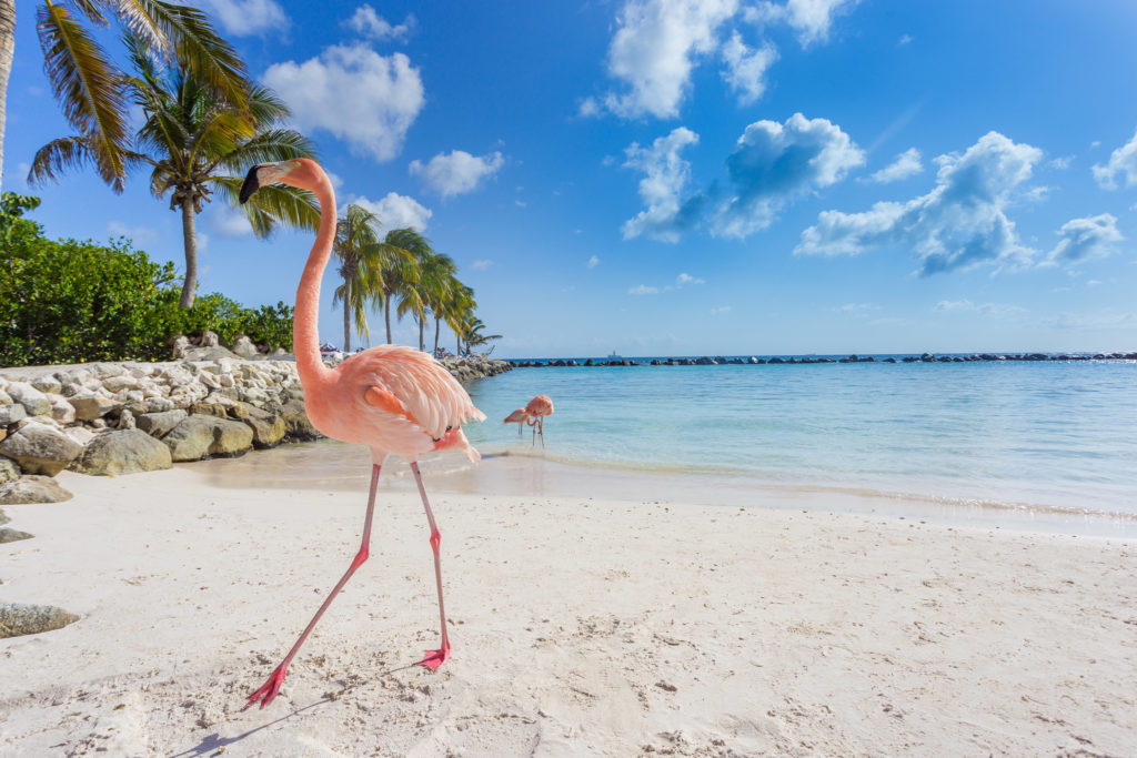 cruisereiser, cruise, nordmannsreiser, amerikaspesialisten, aruba, cruise i sørlige karibien med celebrity silhouette