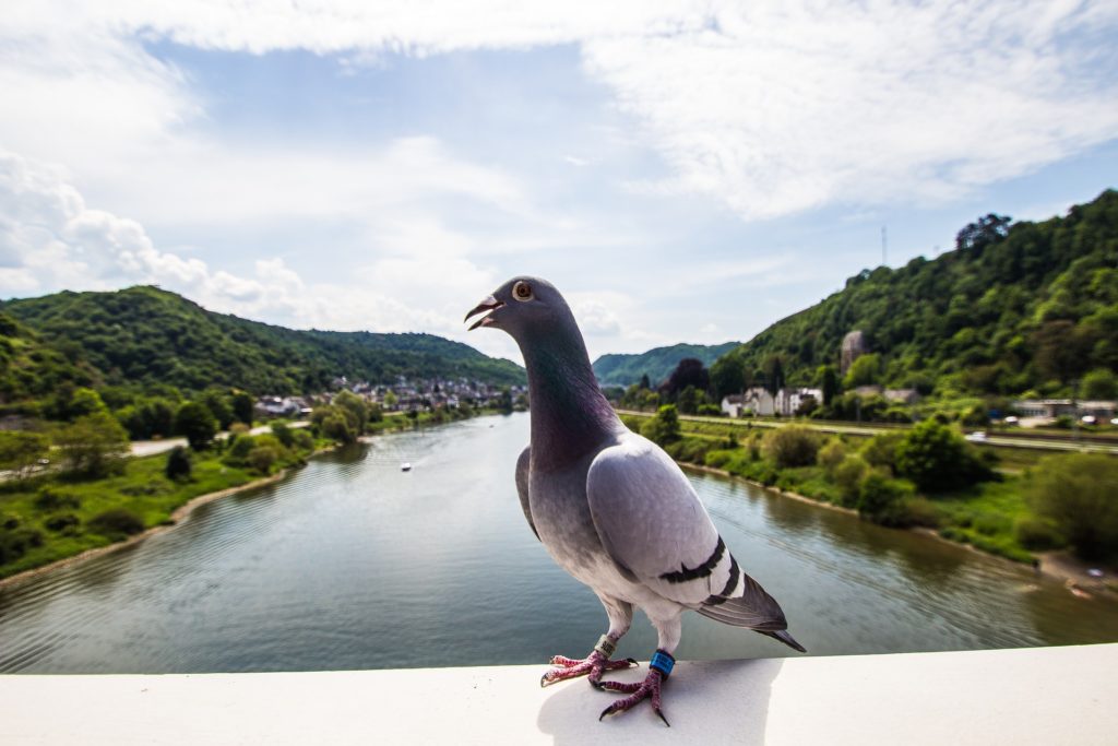 cruisereiser, cruise, nordmannsreiser, elvecruise på syv elver med AMA Waterways