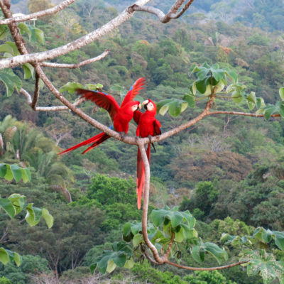 Cruise til Costa Rica gjennom Panamakanalen med Variety Cruises USa spesialisten Amerikaspesialisten, nordmannsreiser, cruisereiser