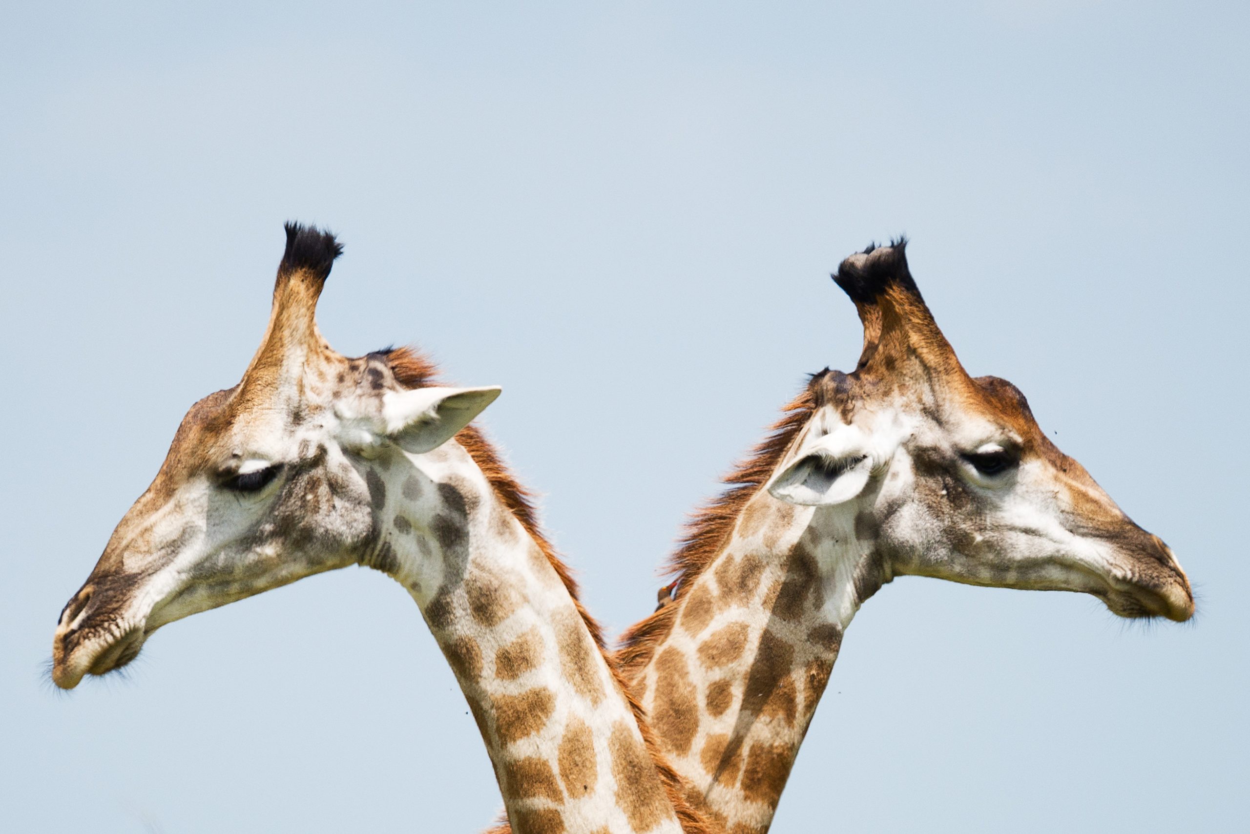 Luksuscruise og safari i Afrika med Seven Seas Voyager USa spesialisten Amerikaspesialisten, nordmannsreiser, cruisereiser