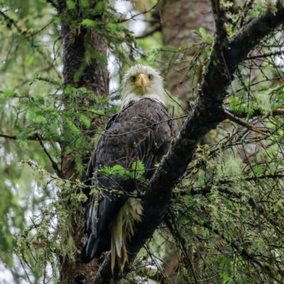 Cruise til Alaska og British Colombia med HX - Hurtigruten Expeditions USa spesialisten Amerikaspesialisten, nordmannsreiser, cruisereiser