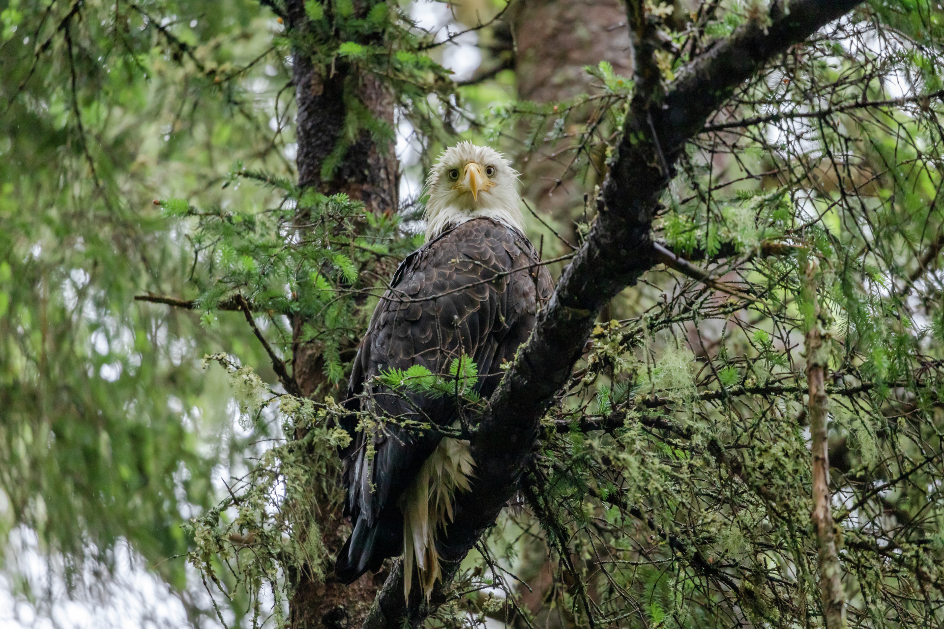 Cruise til Alaska og British Colombia med HX - Hurtigruten Expeditions USa spesialisten Amerikaspesialisten, nordmannsreiser, cruisereiser