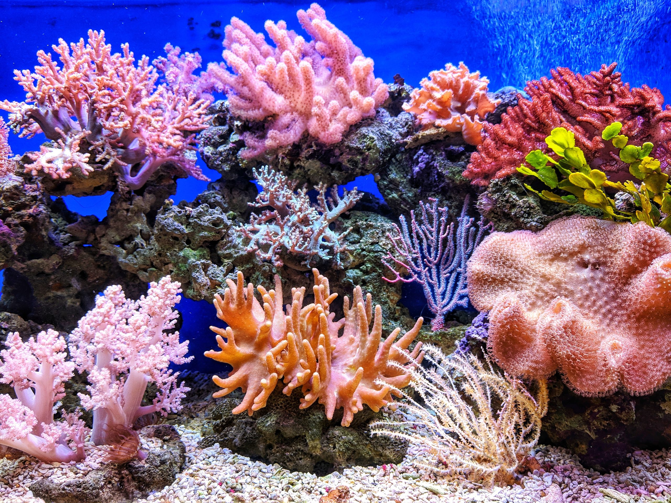 Cruise rundt Great Barrier Reef med Celebrity USa spesialisten Amerikaspesialisten, nordmannsreiser, cruisereiser