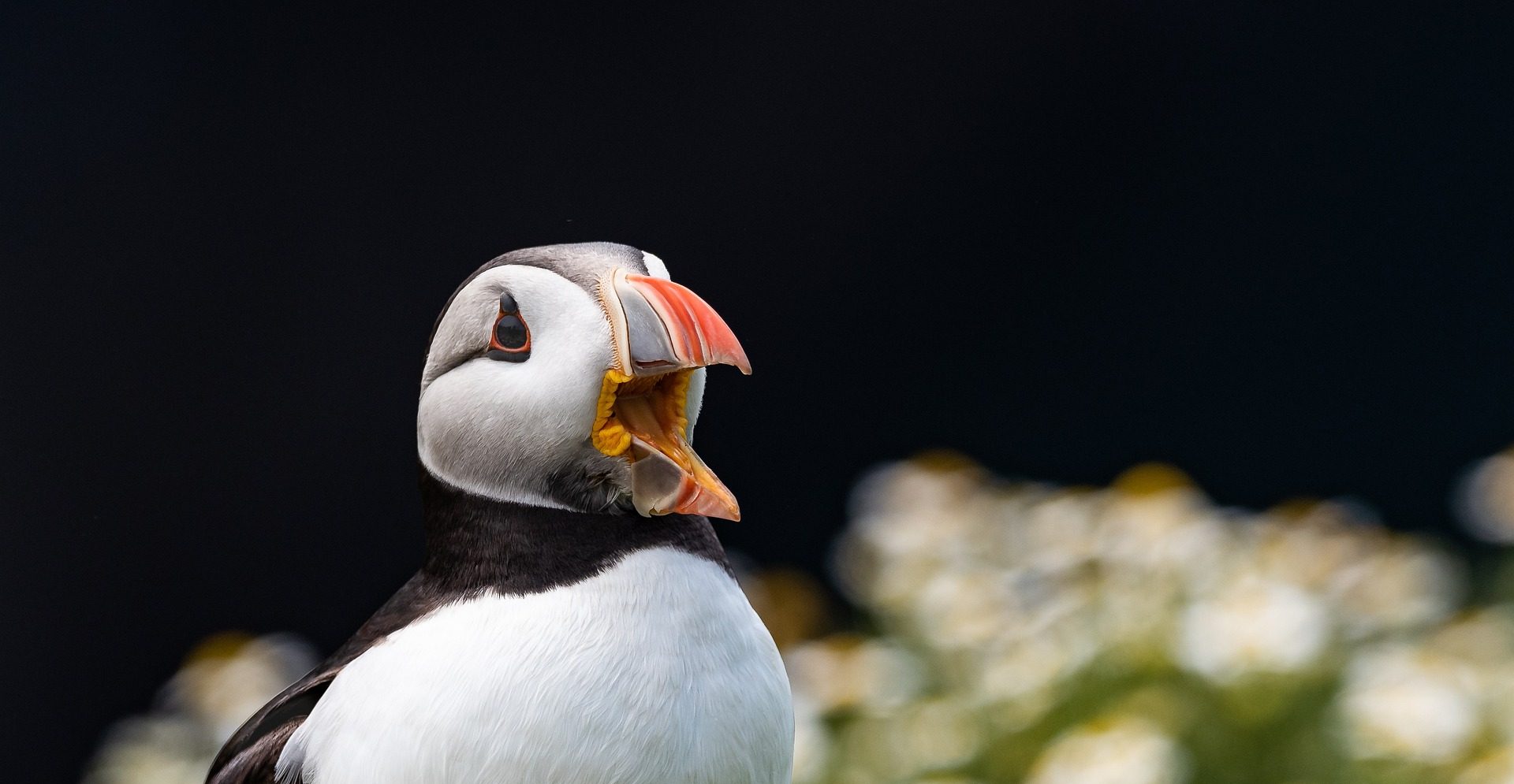 Luksuscruise til Island med Azamara cruisereiser, nordmannsreiser, cruise,