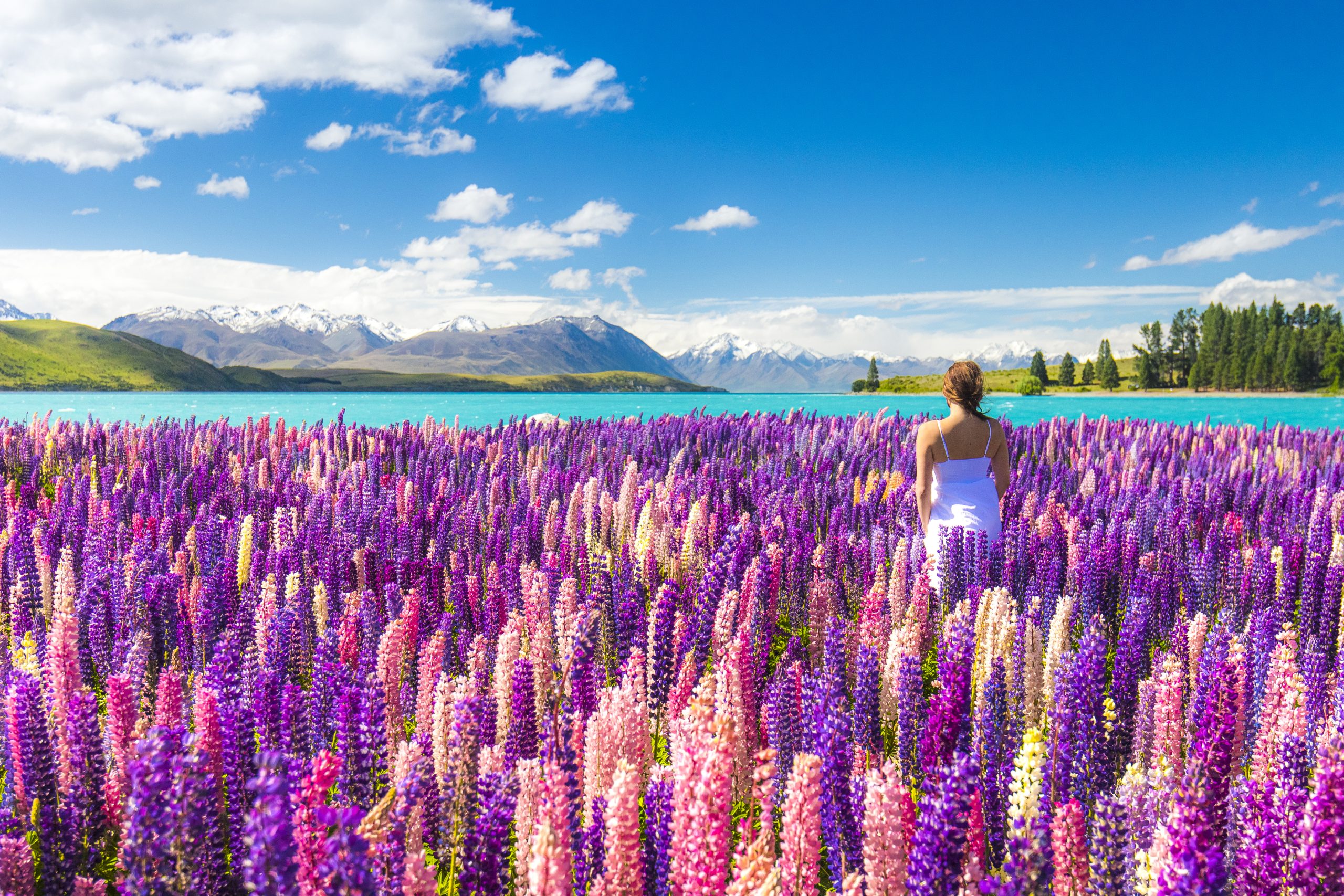 Cruise rundt New Zealand til Sydney med Celebrity Edge cruisereiser, amerikaspesialisten, nordmannsreiser