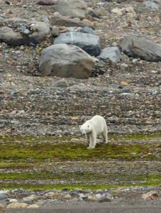 Longyearbyen og ekspedisjonsseiling med HX