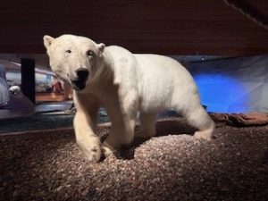 Longyearbyen og ekspedisjonsseiling med HX